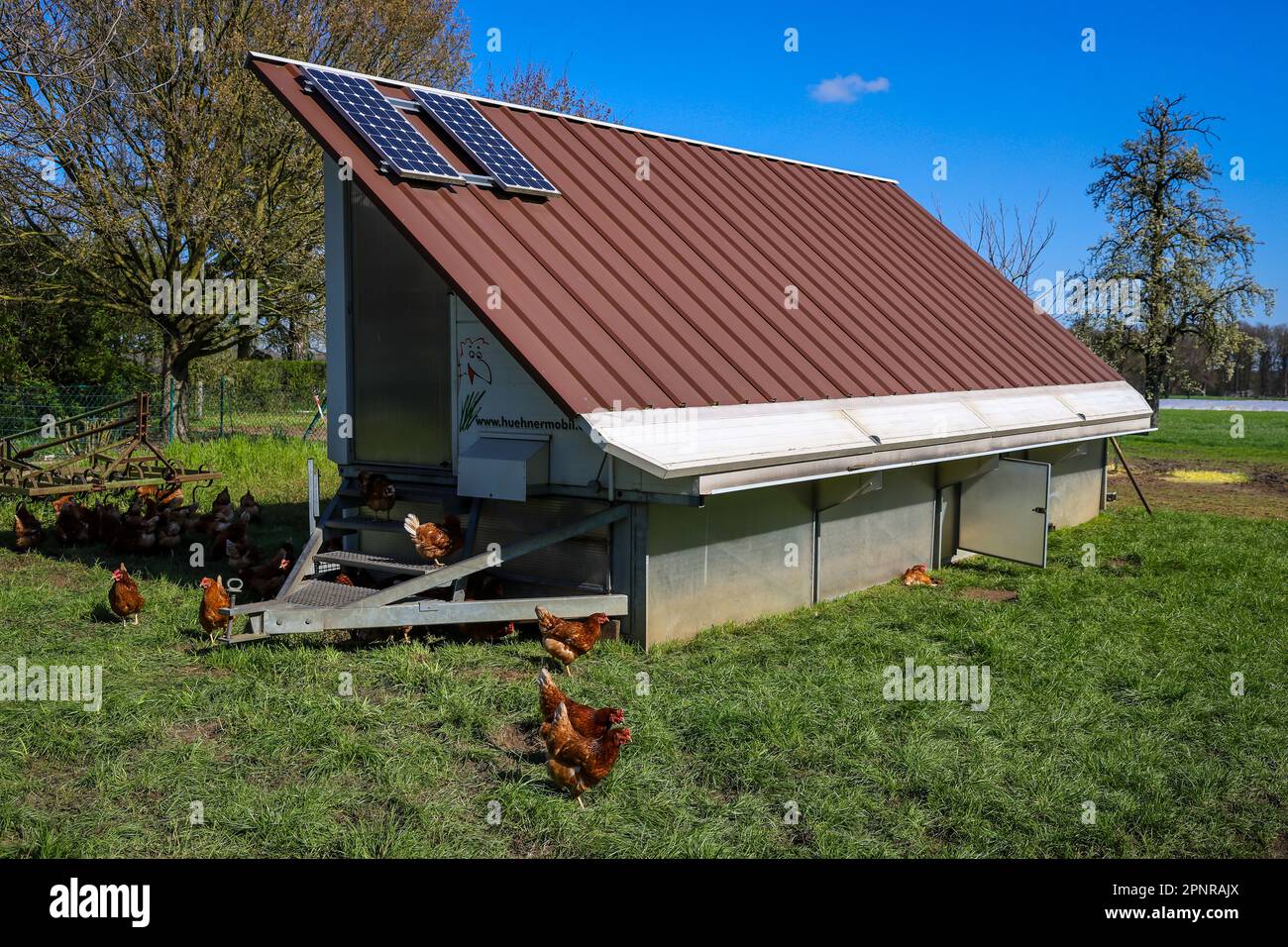 Wesel, Renania settentrionale-Vestfalia, Germania - Polli biologici a range libero su un prato di fronte a una mobile di pollo. I polli liberi vivono all'aperto tutto y Foto Stock