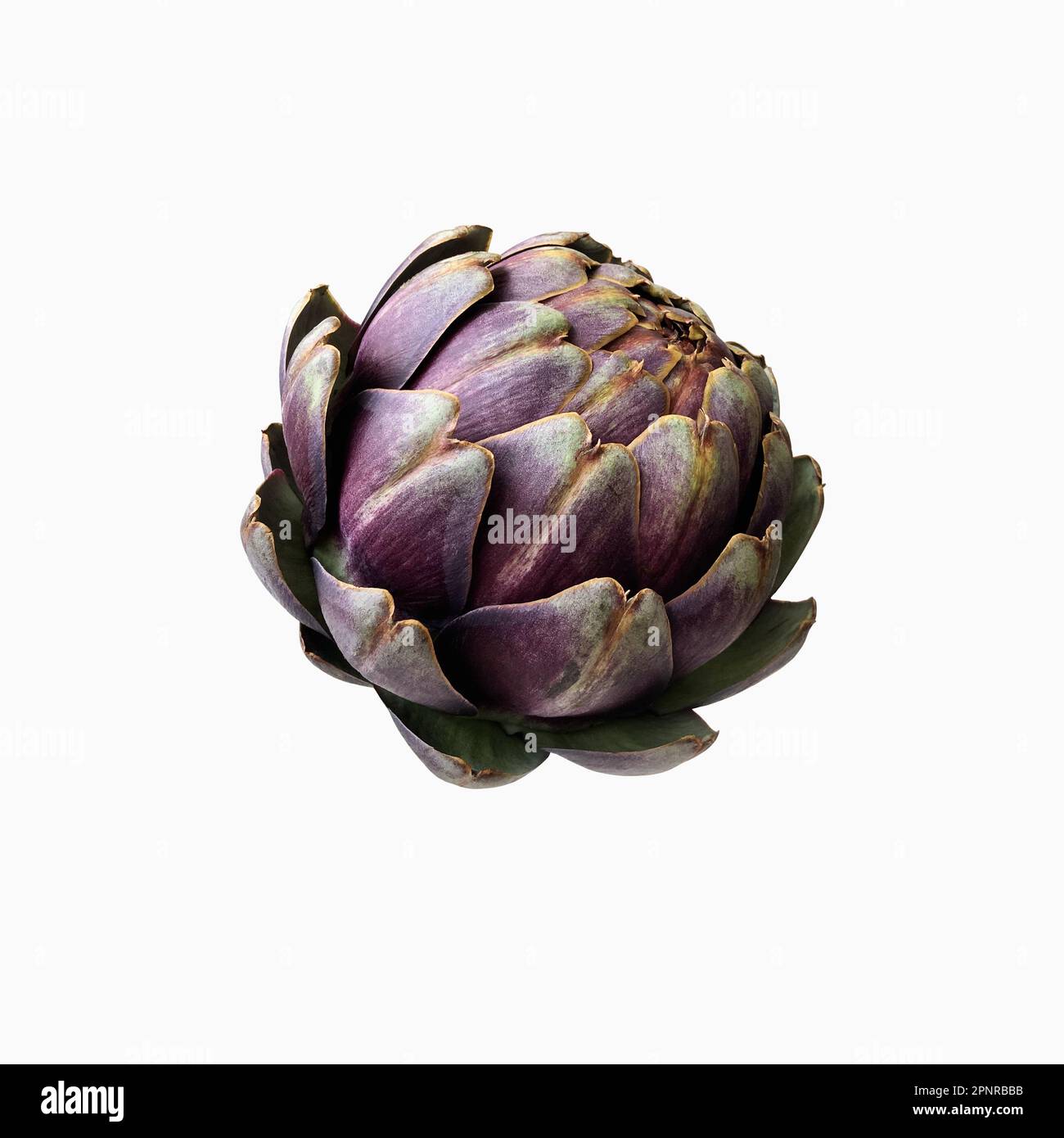 Carciofo fresco violetto vegetale ritaglio primo piano, cibo crudo dieta biologica concetto, clipping path Foto Stock