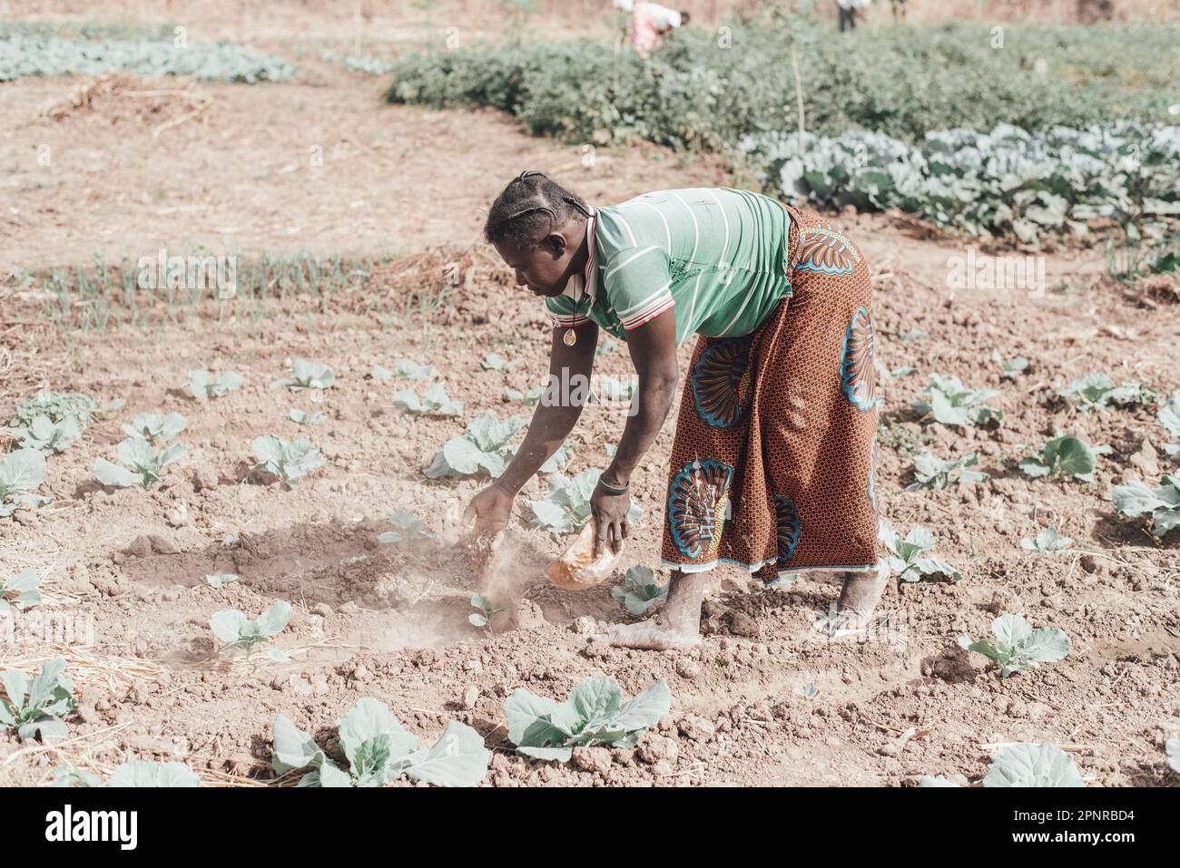 Ouagadougou, Burkina Faso. Dicembre 2017. Alcuni momenti di lavoro in una cooperativa agricola vicino alla capitale, dove l'acqua è di solito scarsa Foto Stock