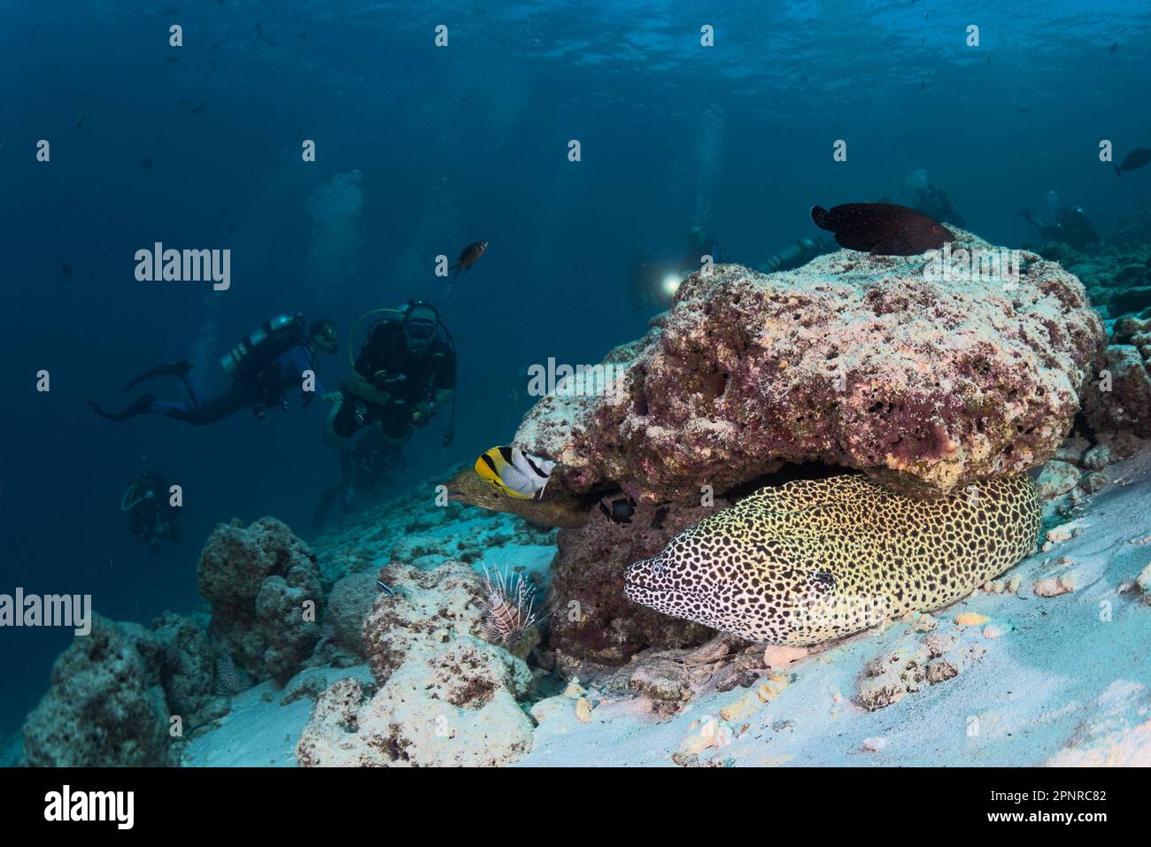 Immersioni subacquee - Maldive Foto Stock