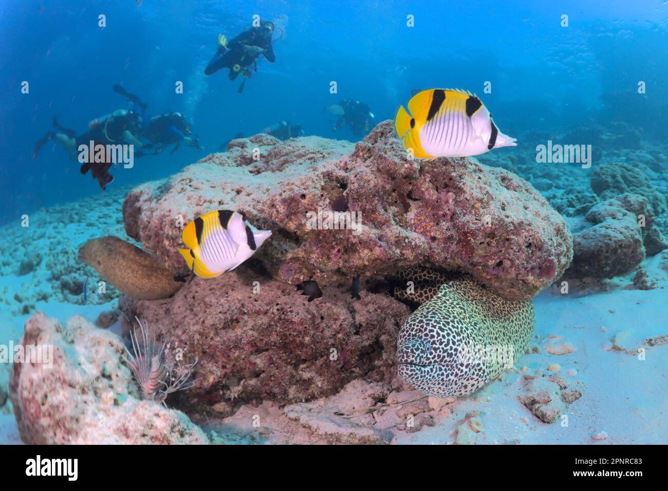Immersioni subacquee - Maldive Foto Stock