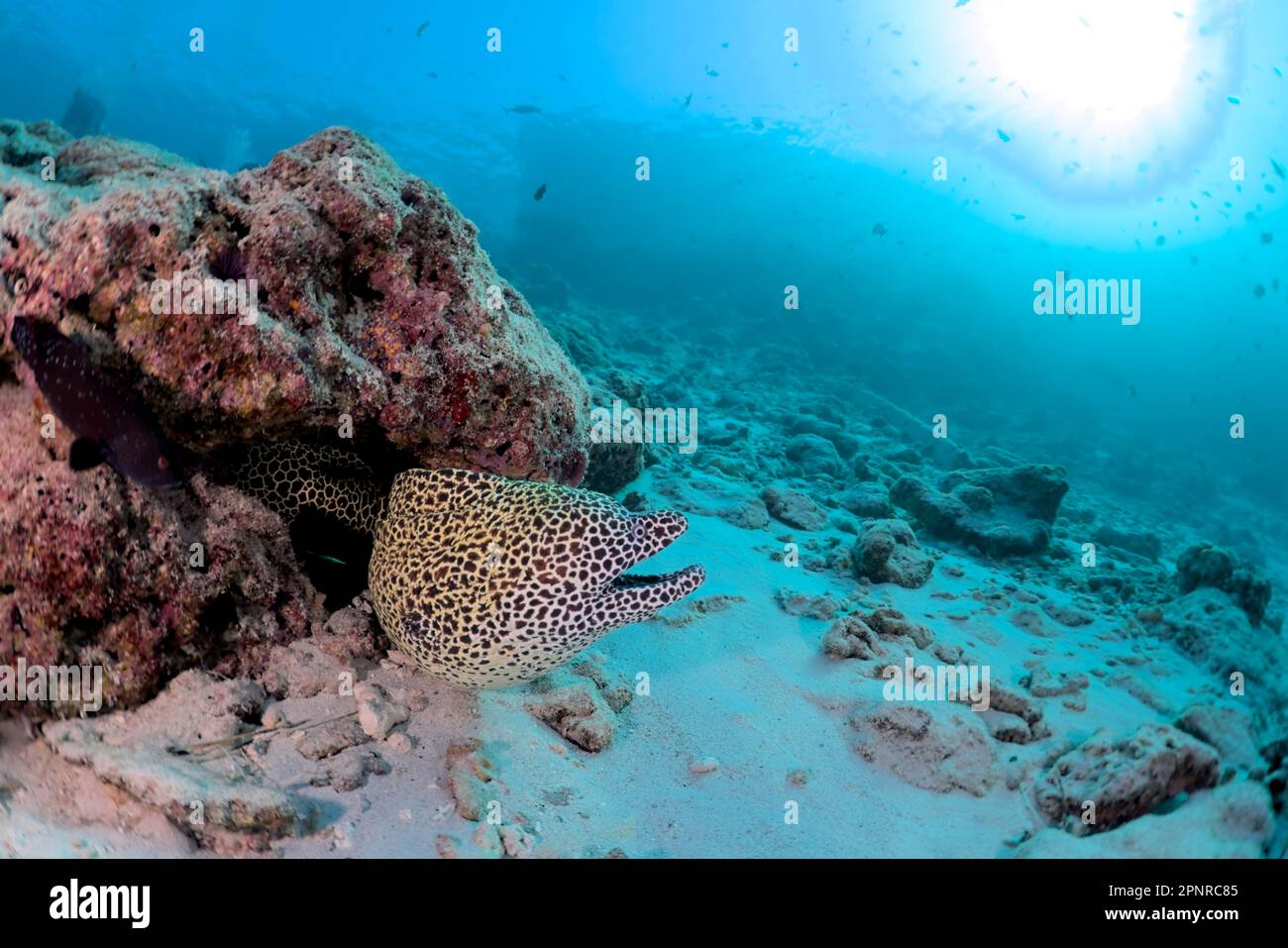 Immersioni subacquee - Maldive Foto Stock