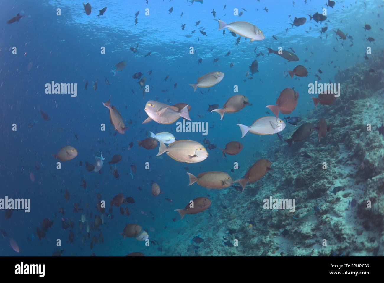 Immersioni subacquee - Maldive Foto Stock