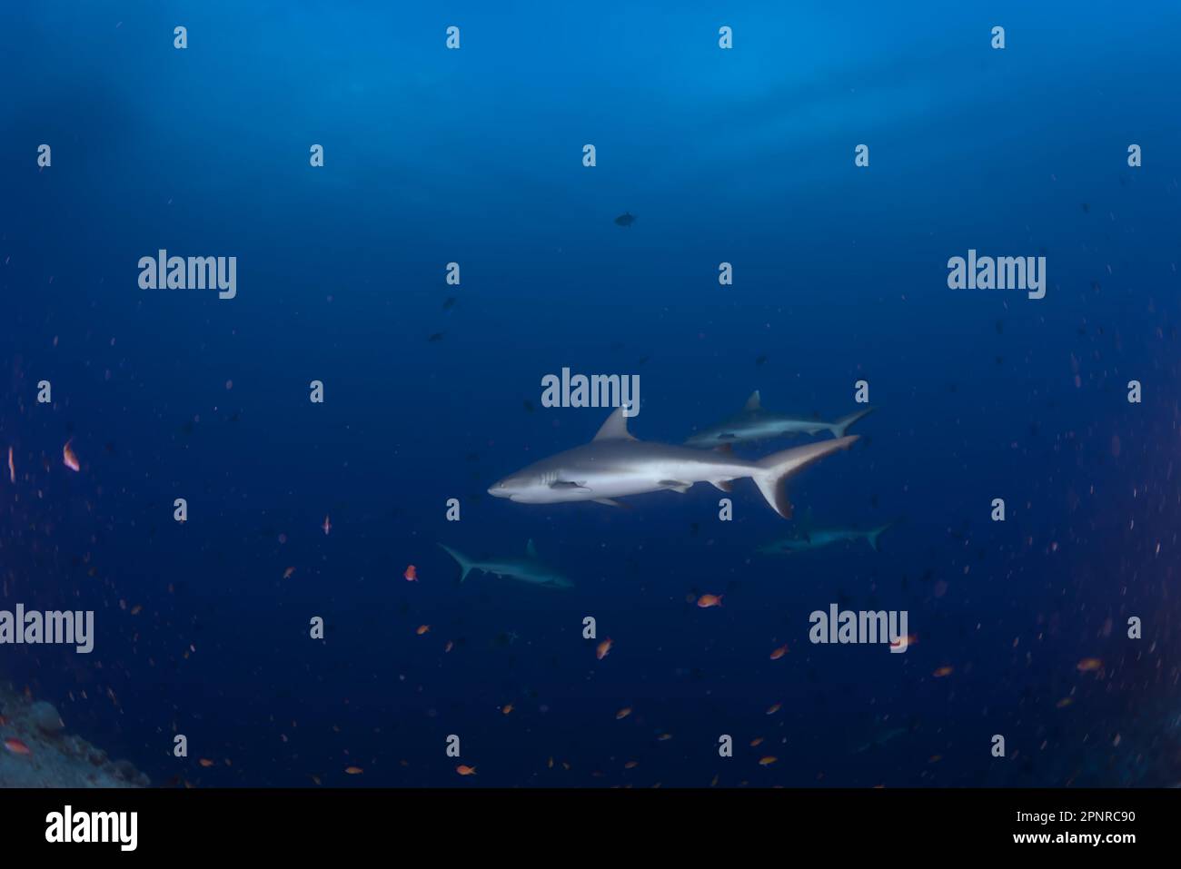 Immersioni subacquee - Maldive Foto Stock
