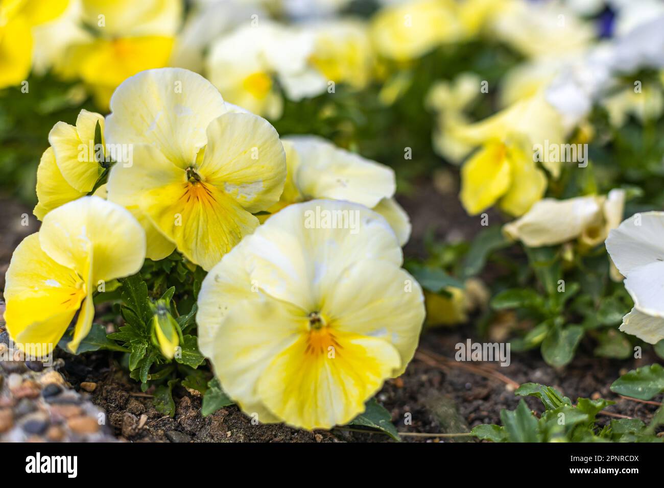Un mazzo di pantie giallo-bianche, una specie di viola Foto Stock