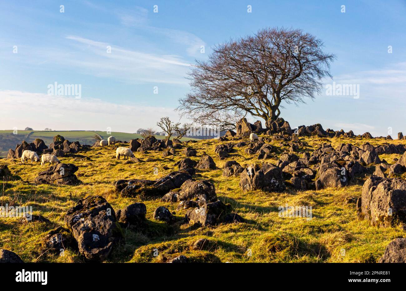 Rocce calcaree e alberi al sole invernale a Roystone Rocks vicino a Parwich nel Peak District National Park Derbyshire Dales Inghilterra Regno Unito Foto Stock