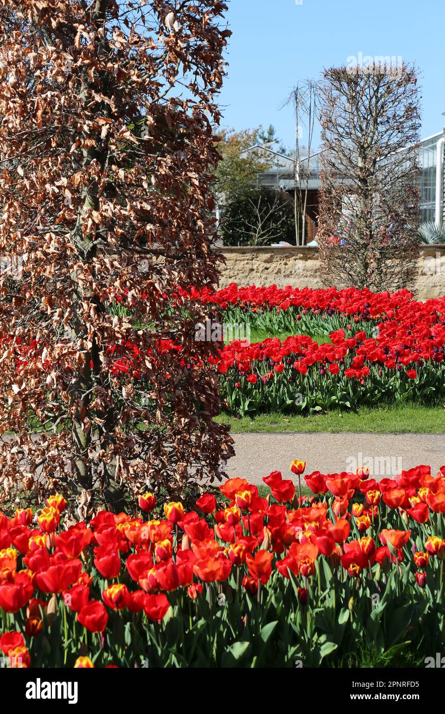 RHS Garden Wisley Celebrazione dei tulipani. Woking, Surrey, Regno Unito. 20th aprile 2023. Mostra di massa di oltre 270.000 bulbi di tulipano con 18 diverse cultivar. Tulipa 'Danimarca' (rosso-giallo), Tulipa 'Walsrode' (arancione) e Tulipa 'Jan van Nes' (giallo). Evento fino a metà maggio. Credit: Ian Bottle/Alamy Live News Foto Stock