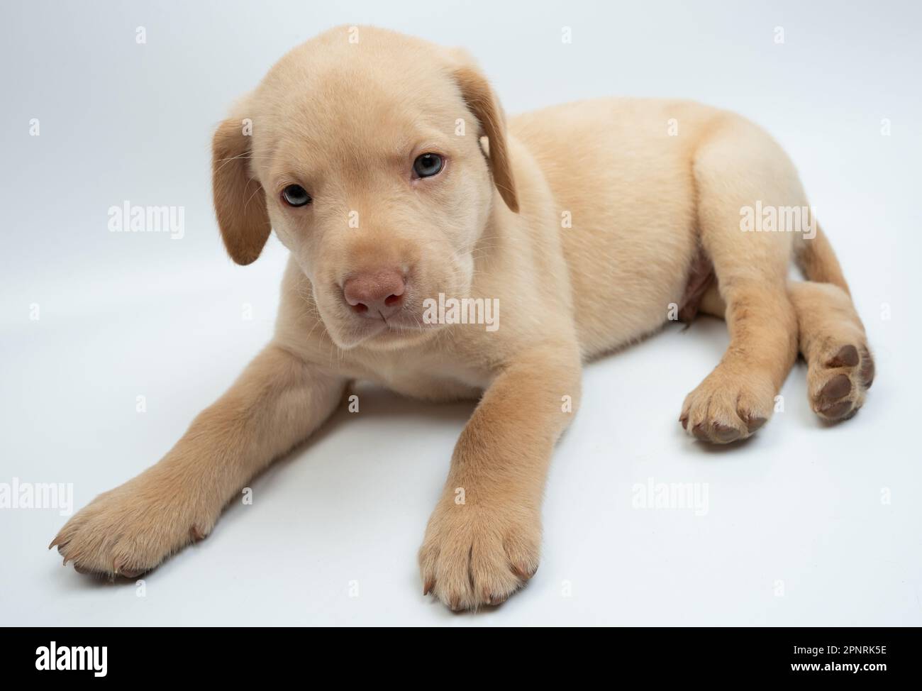 Ritratto di posa carino cucciolo labrador piccolo isolato su sfondo studio Foto Stock Ritratto di posa carino cucciolo labrador piccolo isolato su sfondo studio Foto Stock