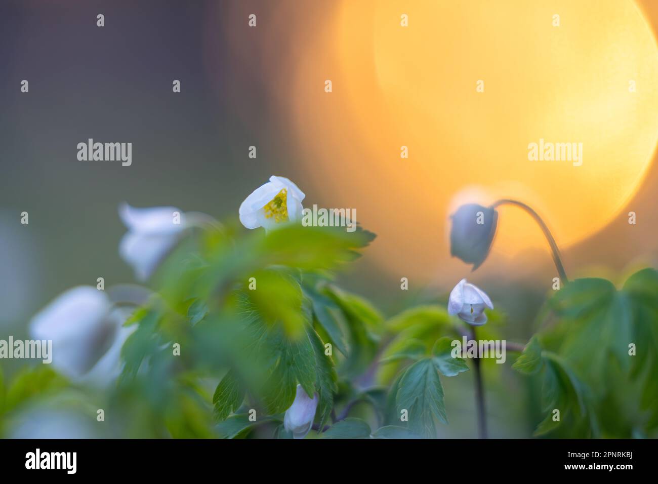 Legno Anemone (Anemone nemorosa) fiori retroilluminati al tramonto. Sfondo con messa a fuoco morbida. Coperchio. Sfondo. Foto Stock