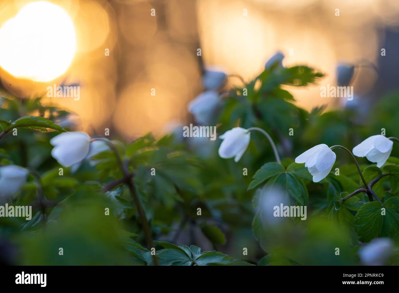 Legno Anemone (Anemone nemorosa) fiori retroilluminati al tramonto. Sfondo con messa a fuoco morbida. Coperchio. Sfondo. Foto Stock