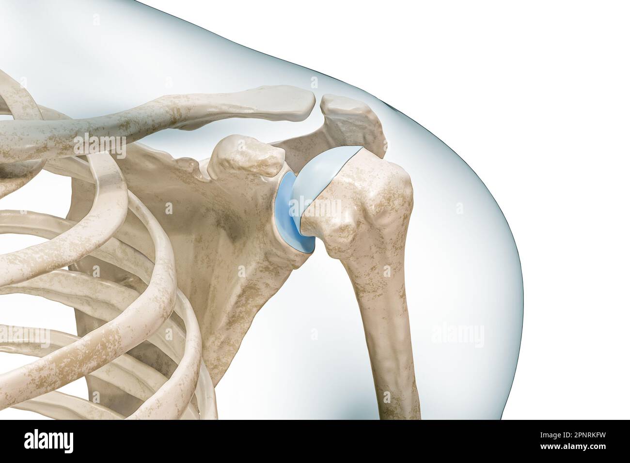 Illustrazione di rendering 3D con spalla o giunto glenoomerale isolata su bianco con spazio di copia. Anatomia dello scheletro umano, diagramma medico, osteolog Foto Stock