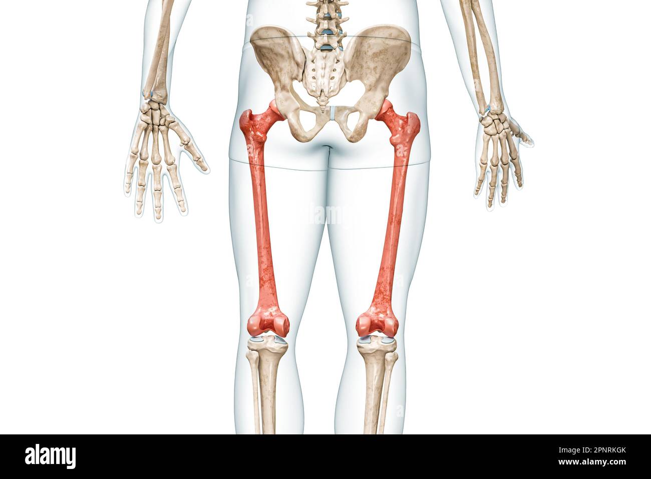 Vista posteriore delle ossa femorali di colore rosso con corpo 3D, illustrazione isolata su bianco con spazio di copia. Anatomia dello scheletro umano e delle gambe, diagnosi medica Foto Stock