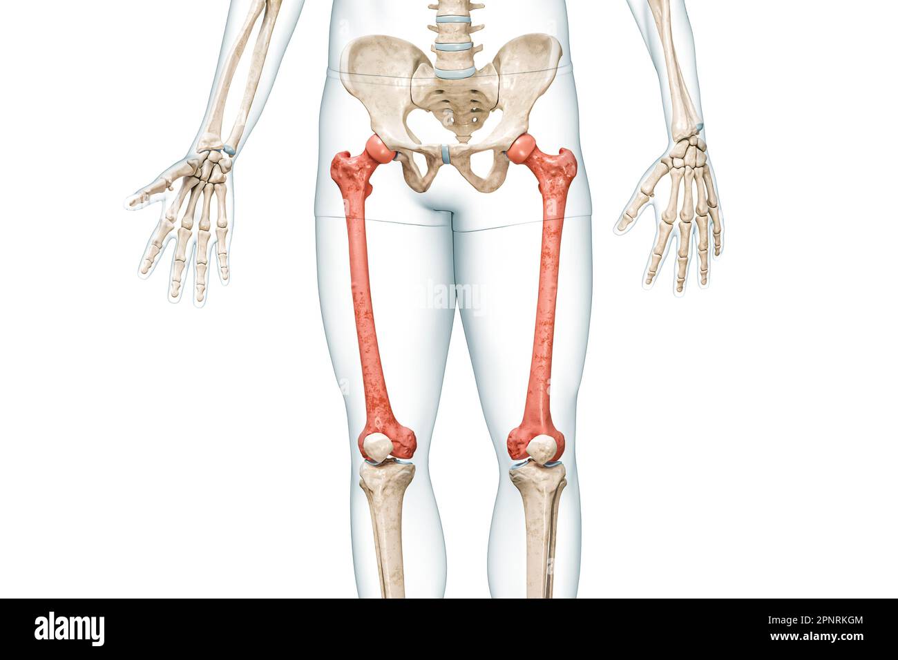 Ossa femorali di colore rosso con corpo 3D immagine di rendering isolato su bianco con spazio di copia. Anatomia dello scheletro umano e delle gambe, diagramma medico, osteoideo Foto Stock