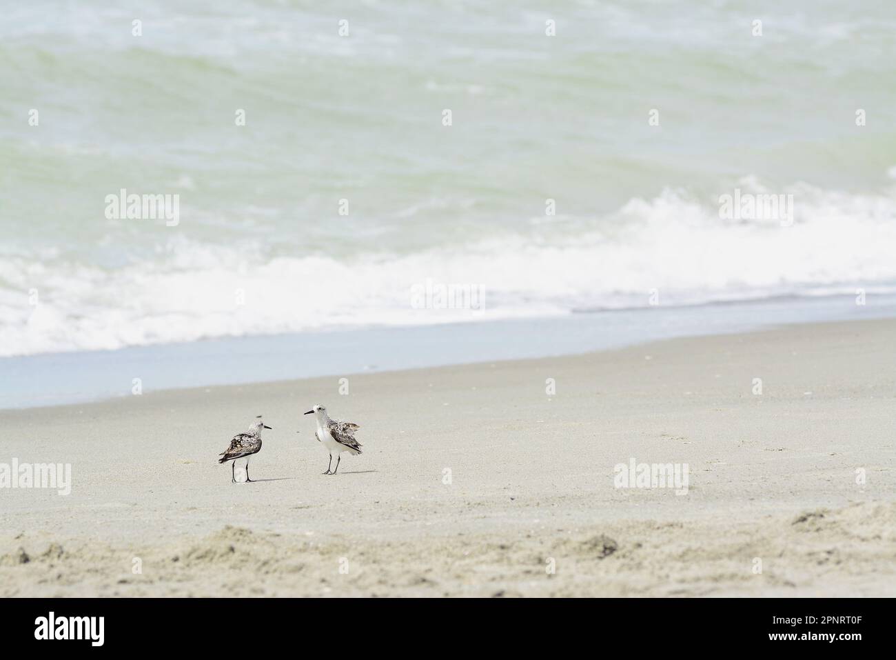 Meno Sandpiper al litorale Foto Stock