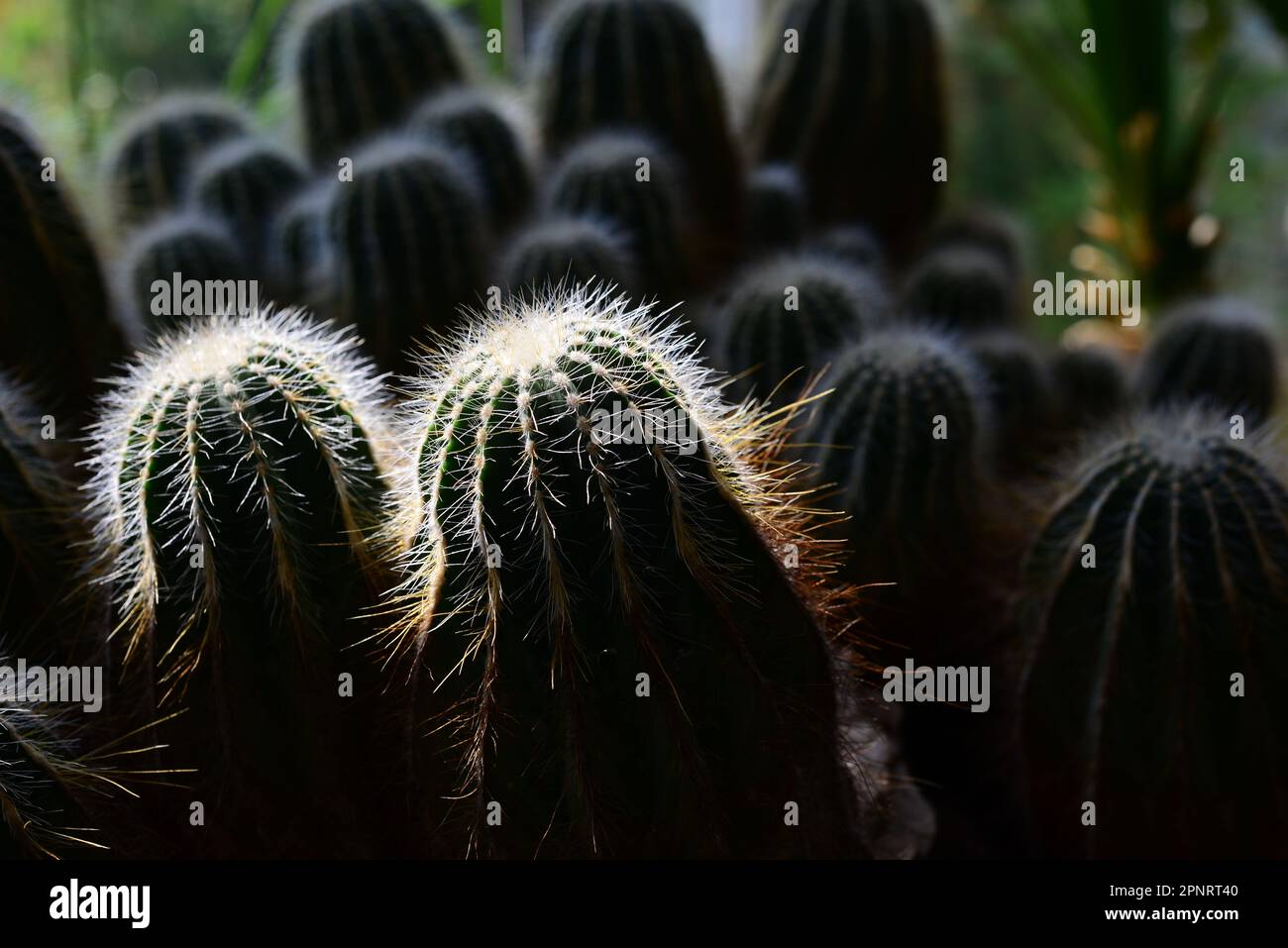 Impianto di Cactus con retroilluminazione in serra Foto Stock