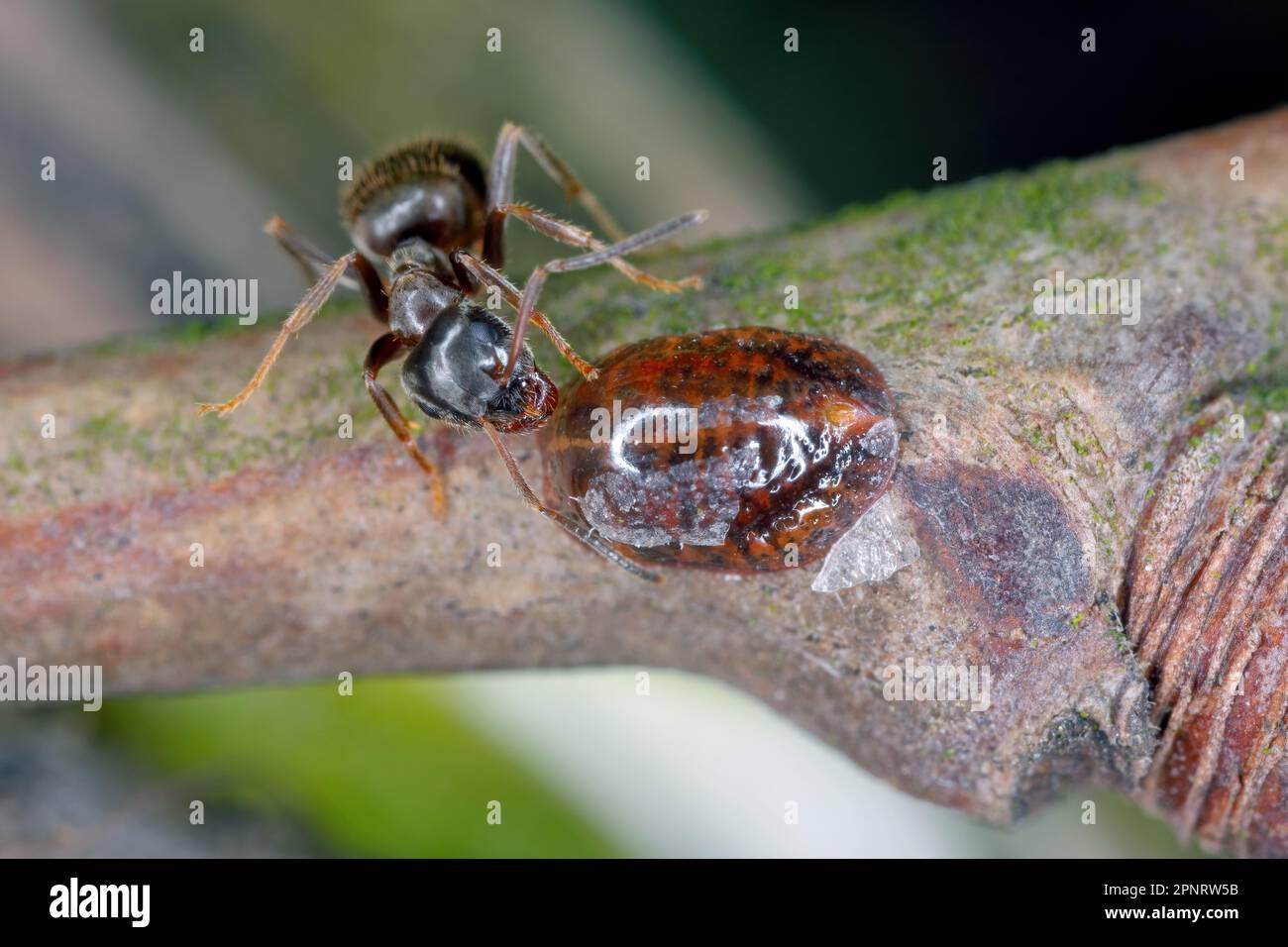 Raccolta di formiche di melata da lecanio di frutta europeo, scala marrone o scala europea di lecanio di frutta (Parthenolecanium corni) un importante parassita. Foto Stock