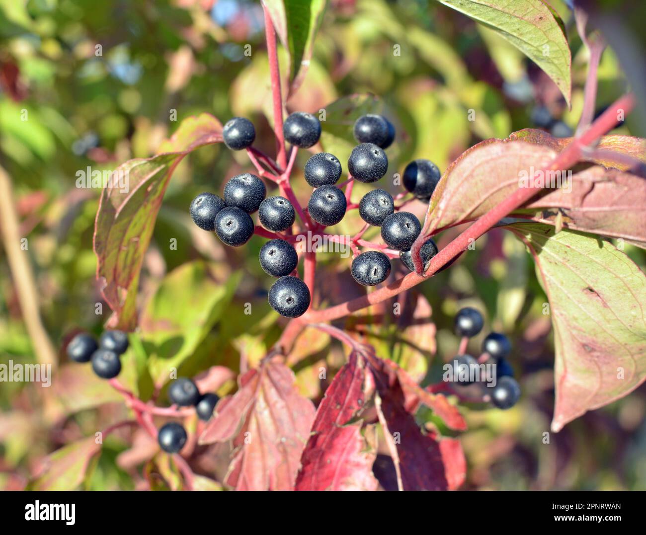 Bacche nere di cornus sanguinea maturano su un ramo di un cespuglio. Foto Stock