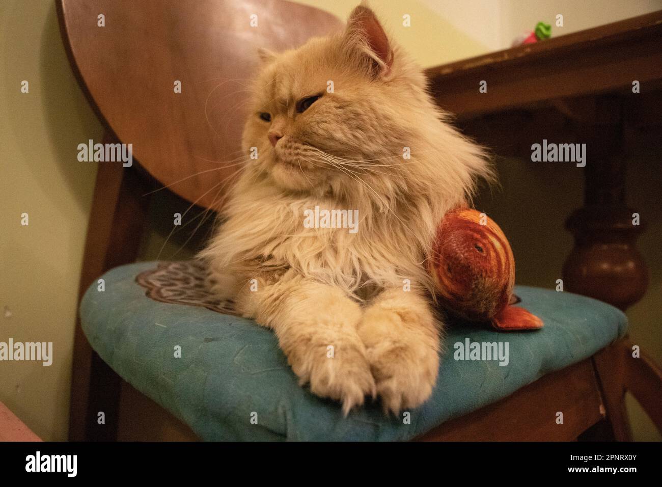 Un gatto iraniano è seduto su una sedia in un bar per gatti. Foto Stock