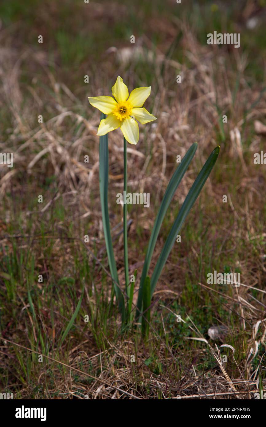 Daffodil narciso fiore Foto Stock