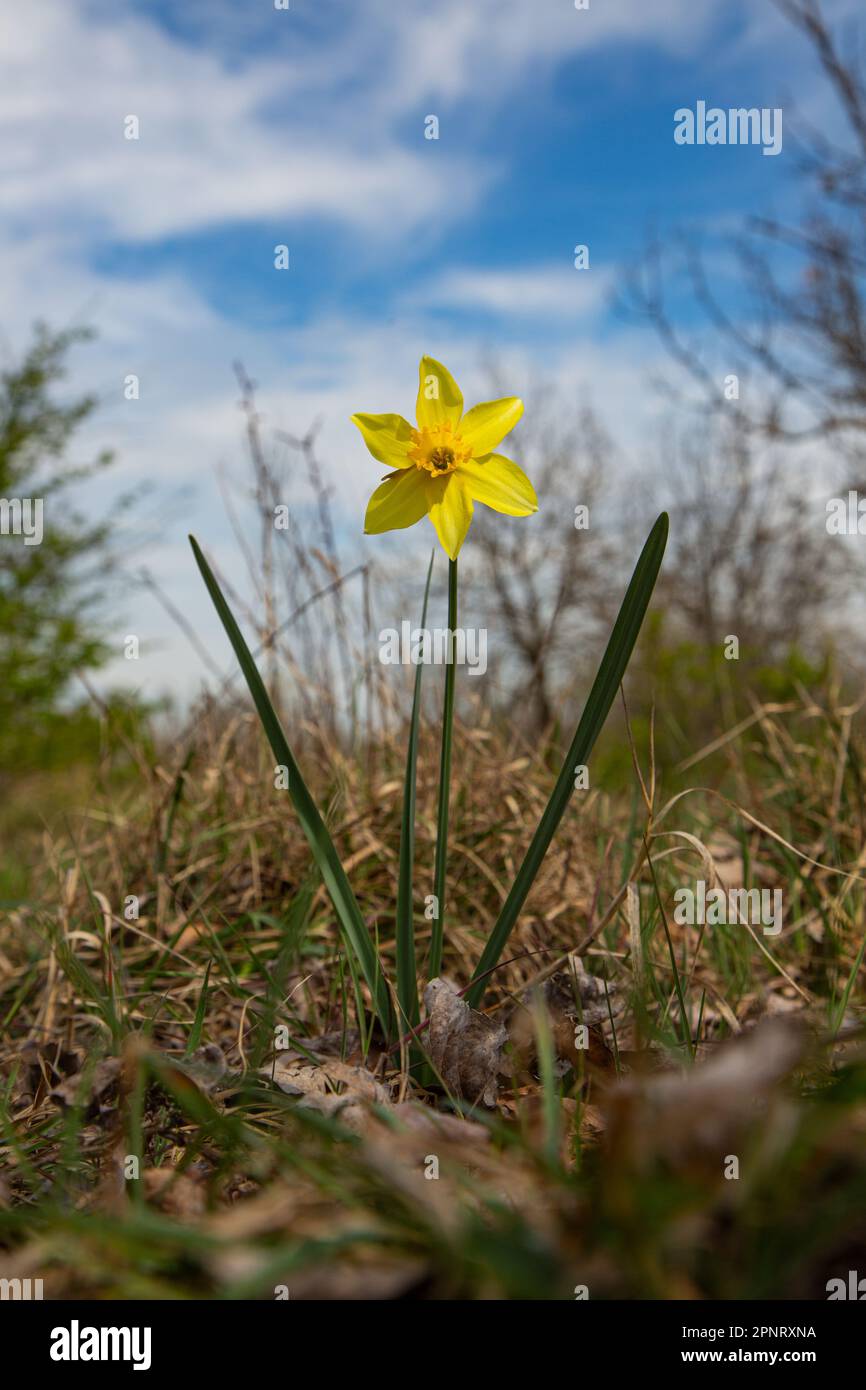 Daffodil narciso fiore Foto Stock
