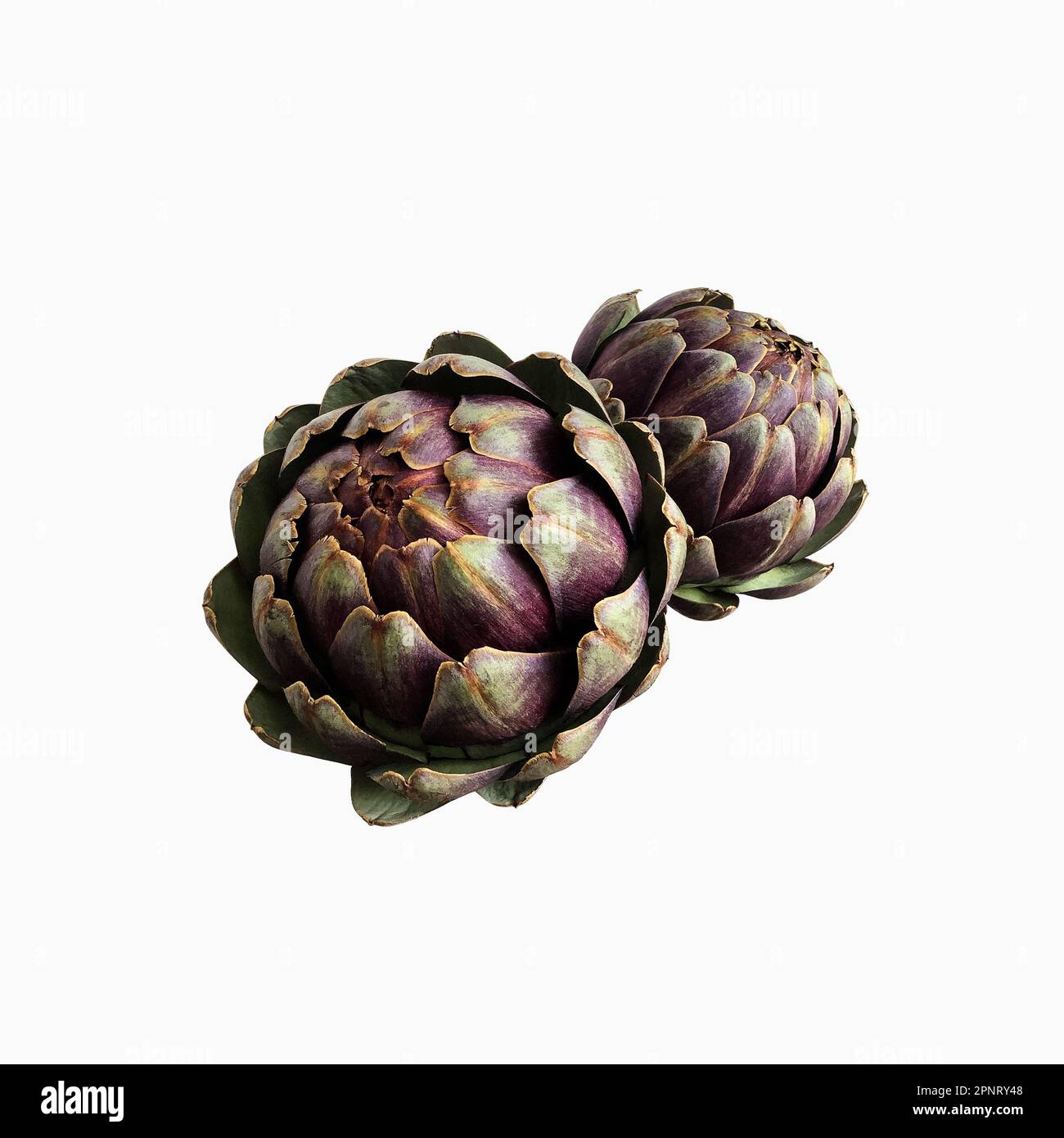 Carciofo fresco violetto vegetale ritaglio primo piano, cibo crudo dieta biologica concetto, clipping path Foto Stock