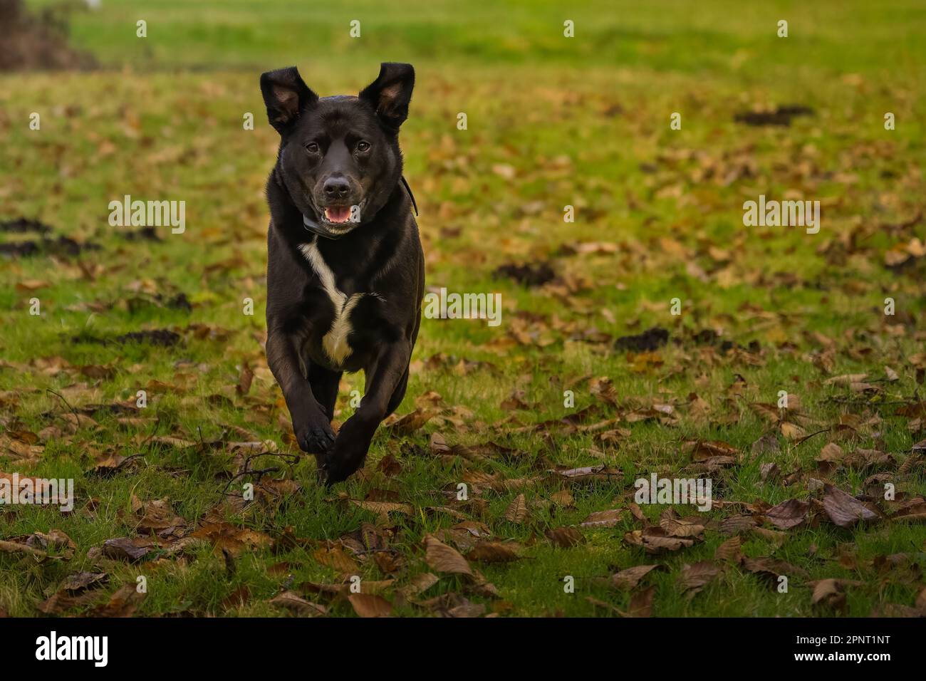 Una miscela nera di heeler blu Labrador che corre in un campo coperto con foglie secche con uno sfondo sfocato Foto Stock