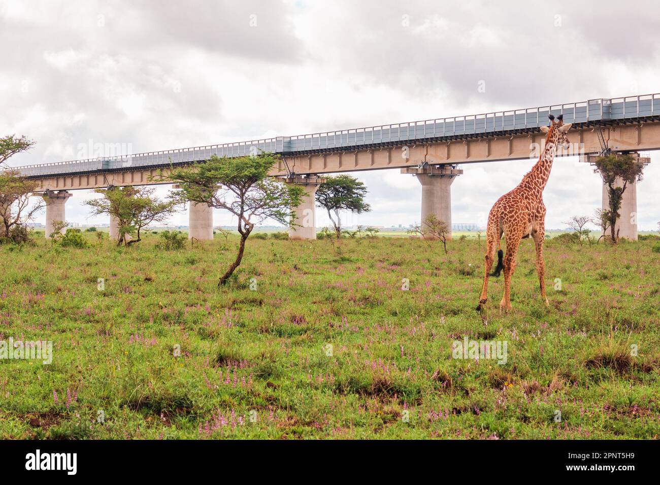 Una giraffa sullo sfondo della linea ferroviaria a scartamento standard nel Parco Nazionale di Nairobi, Kenya Foto Stock