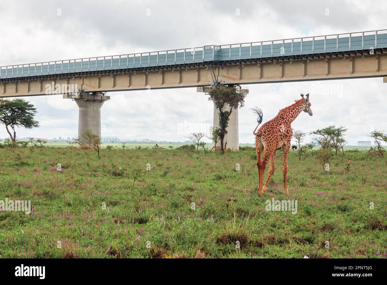 Una giraffa sullo sfondo della linea ferroviaria a scartamento standard nel Parco Nazionale di Nairobi, Kenya Foto Stock