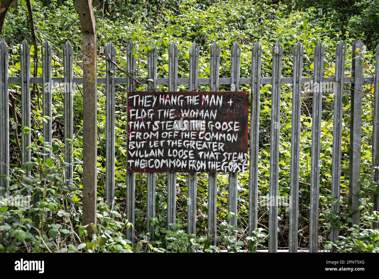 "Rubare il comune dall'oca" Foto Stock