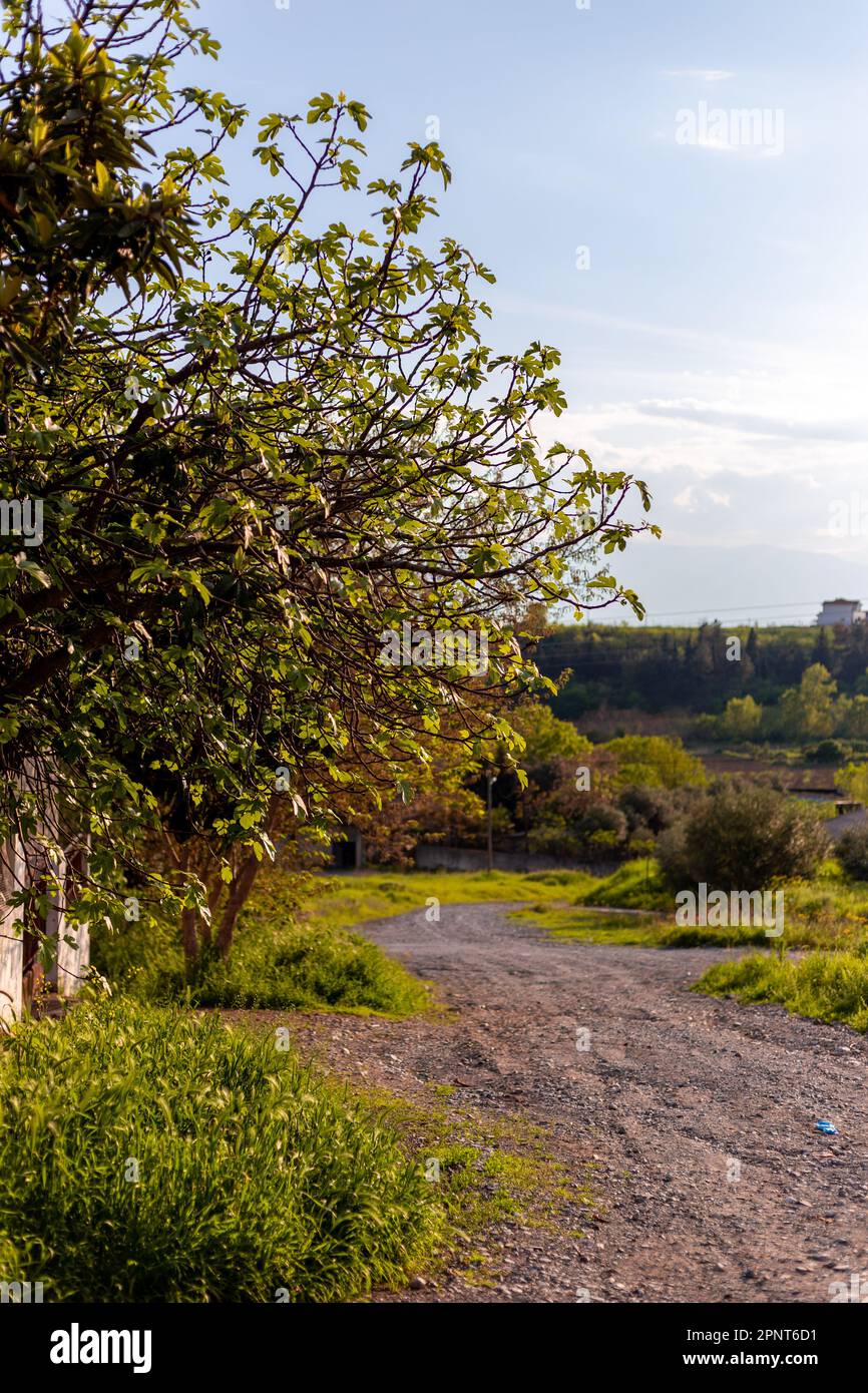 albero paesaggio in grecia Foto Stock