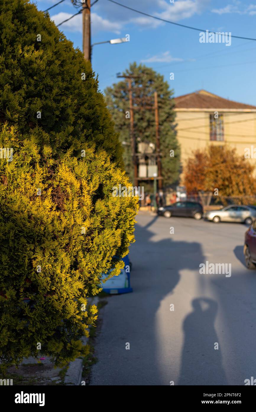 albero paesaggio in grecia Foto Stock