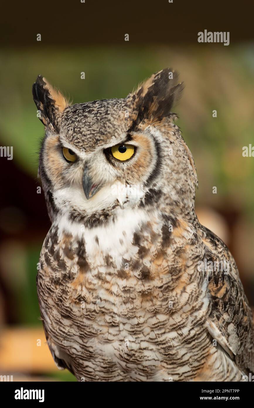 Grande gufo di cavallo, Bubo virginianus in cattività Foto Stock