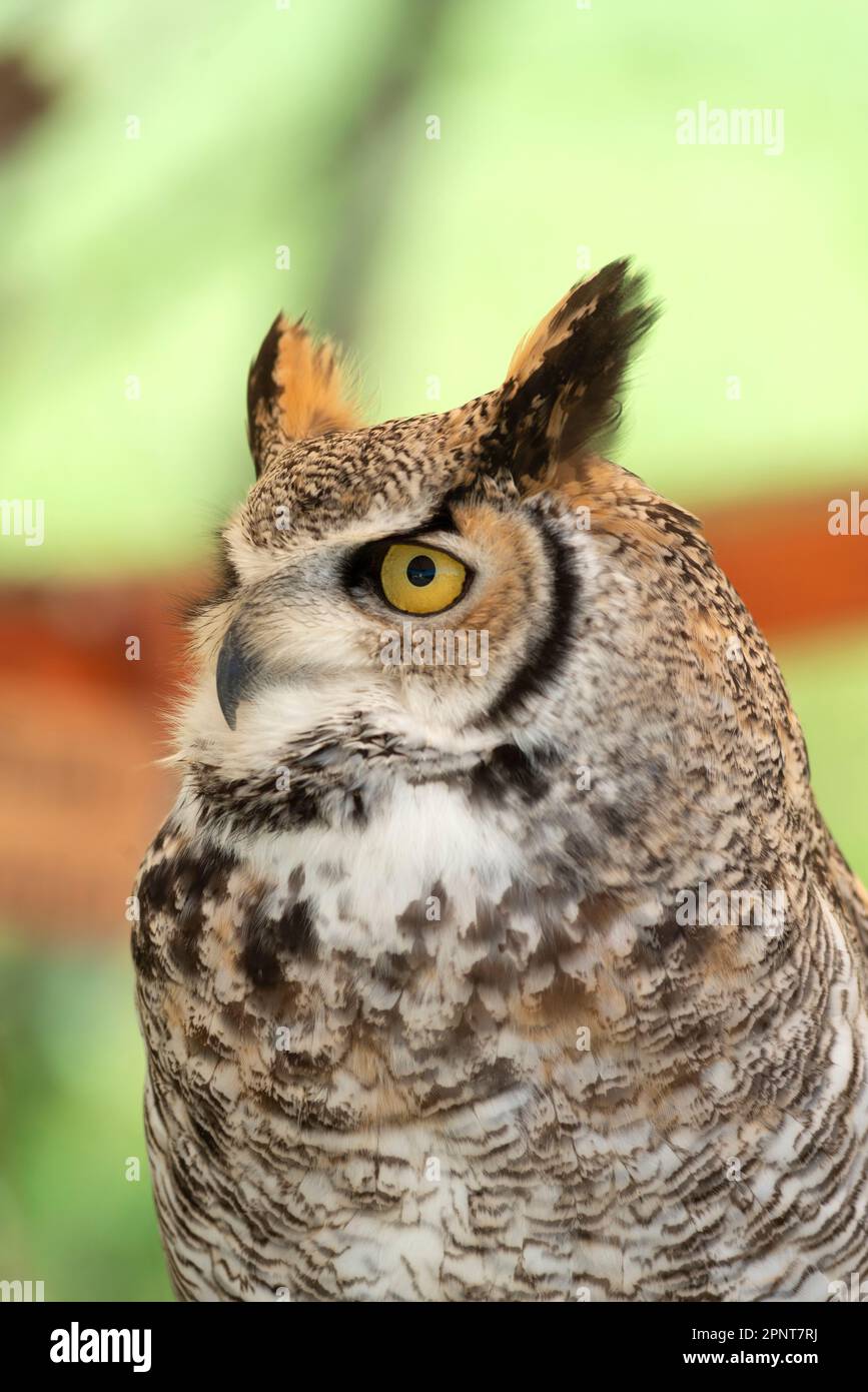 Grande gufo di cavallo, Bubo virginianus in cattività Foto Stock