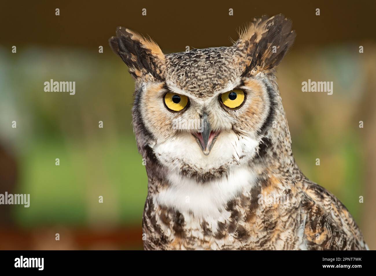 Grande gufo di cavallo, Bubo virginianus in cattività Foto Stock