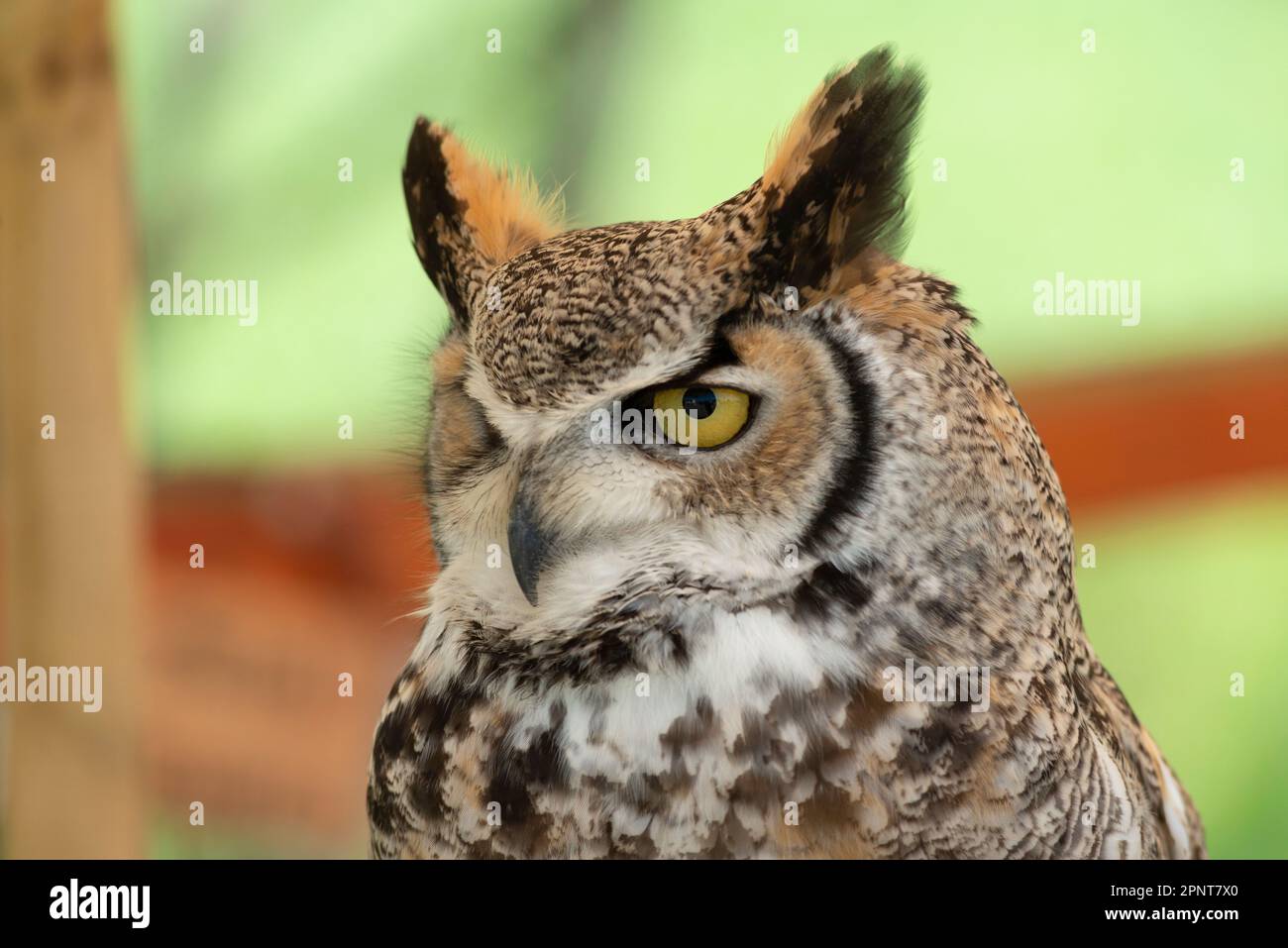 Grande gufo di cavallo, Bubo virginianus in cattività Foto Stock