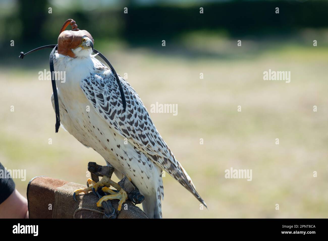 Italia, Lombardia, Gyrfalcon, Falco Rusticolus, a mano di un Falconiere con cappuccio in pelle Foto Stock