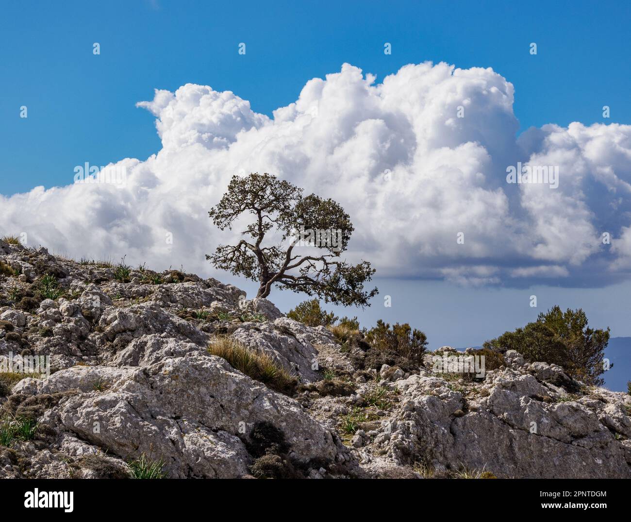 Paesaggio roccioso di calcare carsico con un albero solistico tra Valldemossa e Deia sulla GR 221 attraverso i Monti Tramuntana di Maiorca Spagna Foto Stock