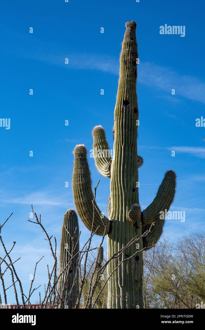 Il Saguaro (Carnegea gigantea) è un cactus alberato che si trova endemico e che si trova nel deserto di sonora Foto Stock