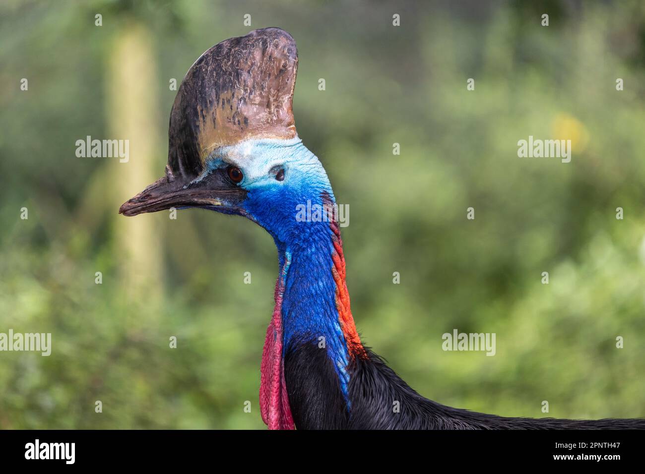 Colpo di testa di una cassaruola meridionale (casuarius casuarius) Foto Stock