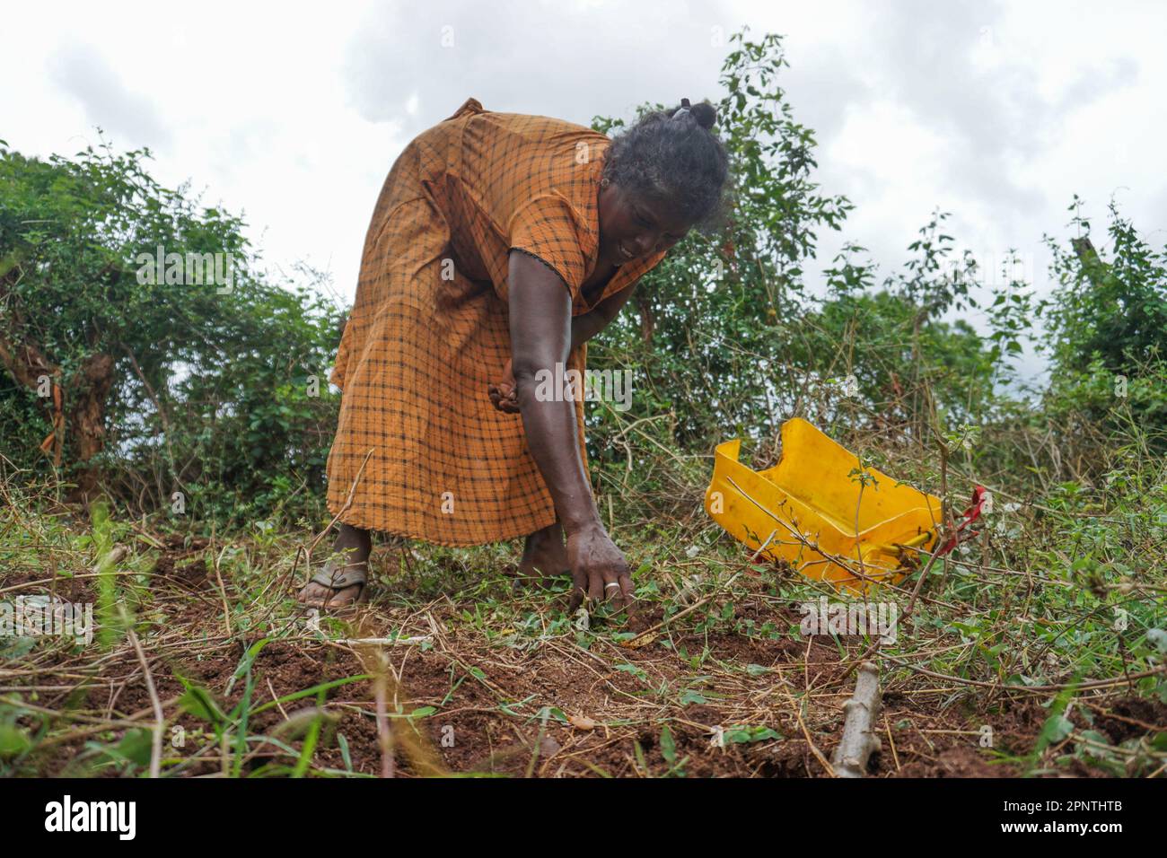 Il 17 giugno 2022, Sivakumar Rosemeary infesta nel suo giardino di casa a Cheddikulam, Sri Lanka. A causa dell’inflazione e della crisi economica del paese, alcune persone coltivano le proprie colture per alleviare la carenza di cibo. (Thayalini Indrakularasa/Global Press Journal) Foto Stock