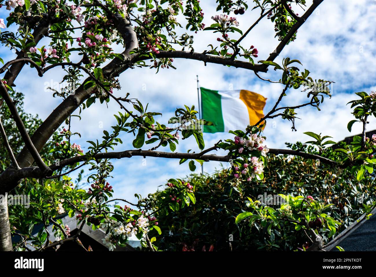 La bandiera irlandese Tricolor ha visto i fiori primaverili di Malus Evereste, il granchio di mela. Foto Stock