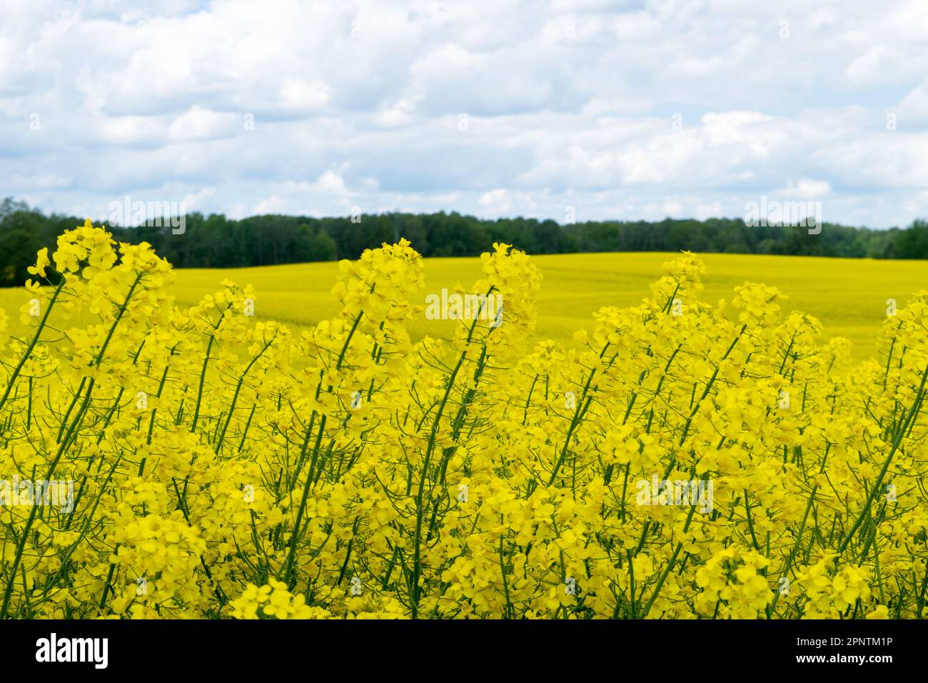 Vista di un campo di colza gialla contro un cielo blu con nuvole bianche Foto Stock