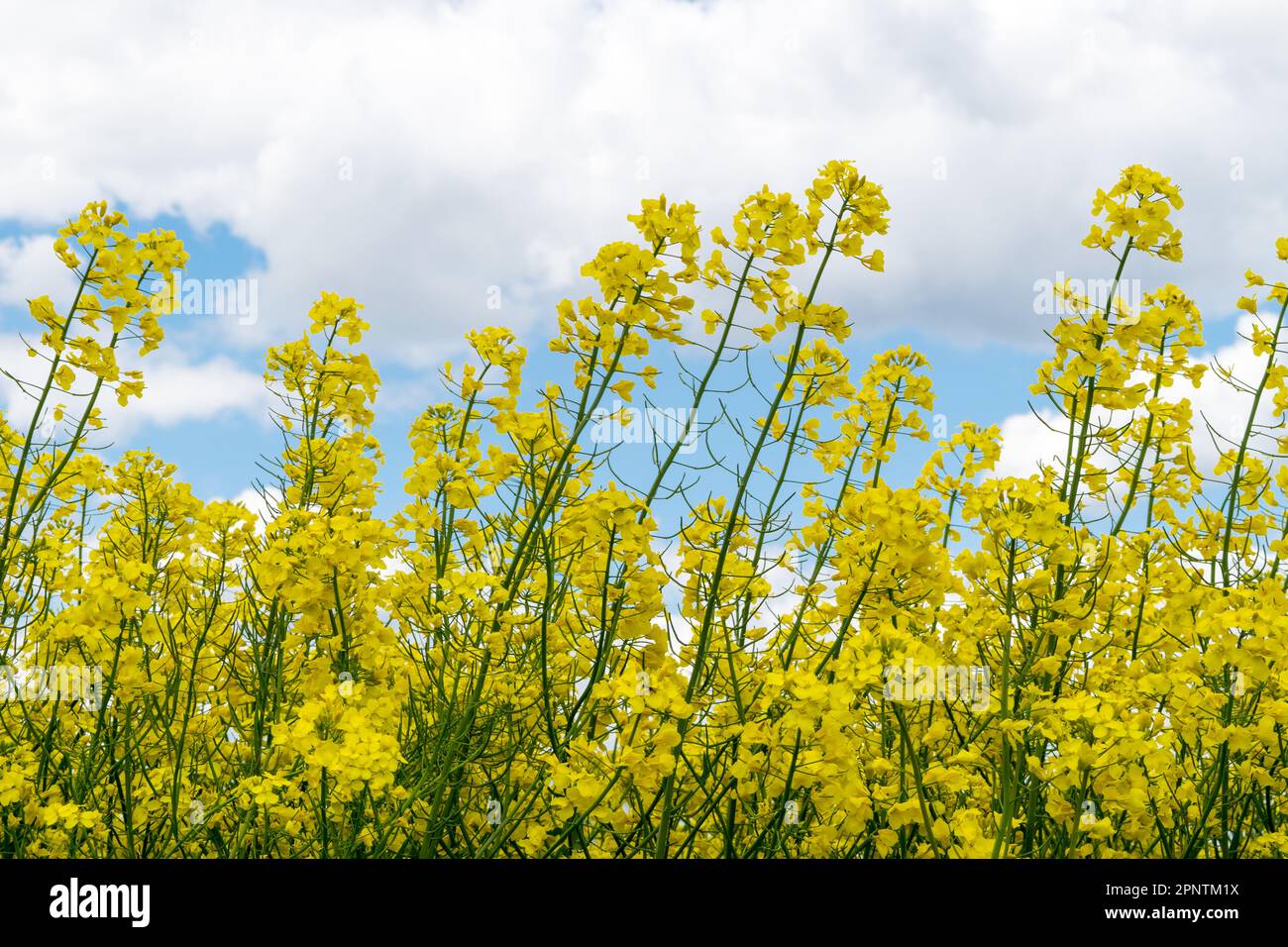 Vista di un campo di colza gialla contro un cielo blu con nuvole bianche Foto Stock