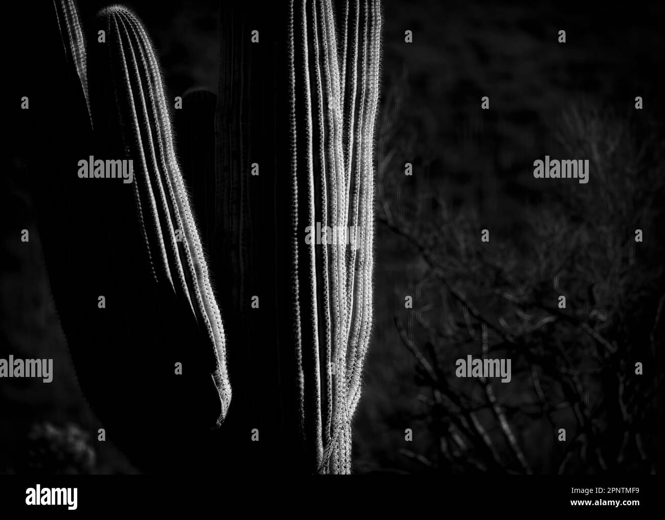 Saguaros gigante nel quartiere occidentale del Saguaro National Park nel deserto di sonora vicino a Tucson, Arizona. Foto Stock