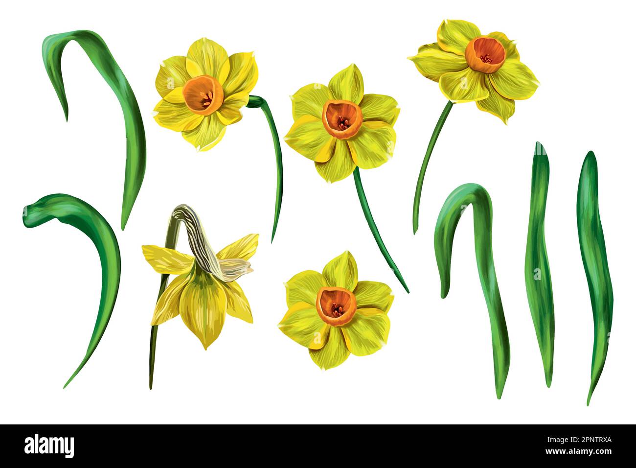Set vettoriale di illustrazioni floreali isolate su sfondo bianco. Bouquet di narcisi gialle. Fiori da giardino all'inizio della primavera. Clip-art per holi luminosi Illustrazione Vettoriale