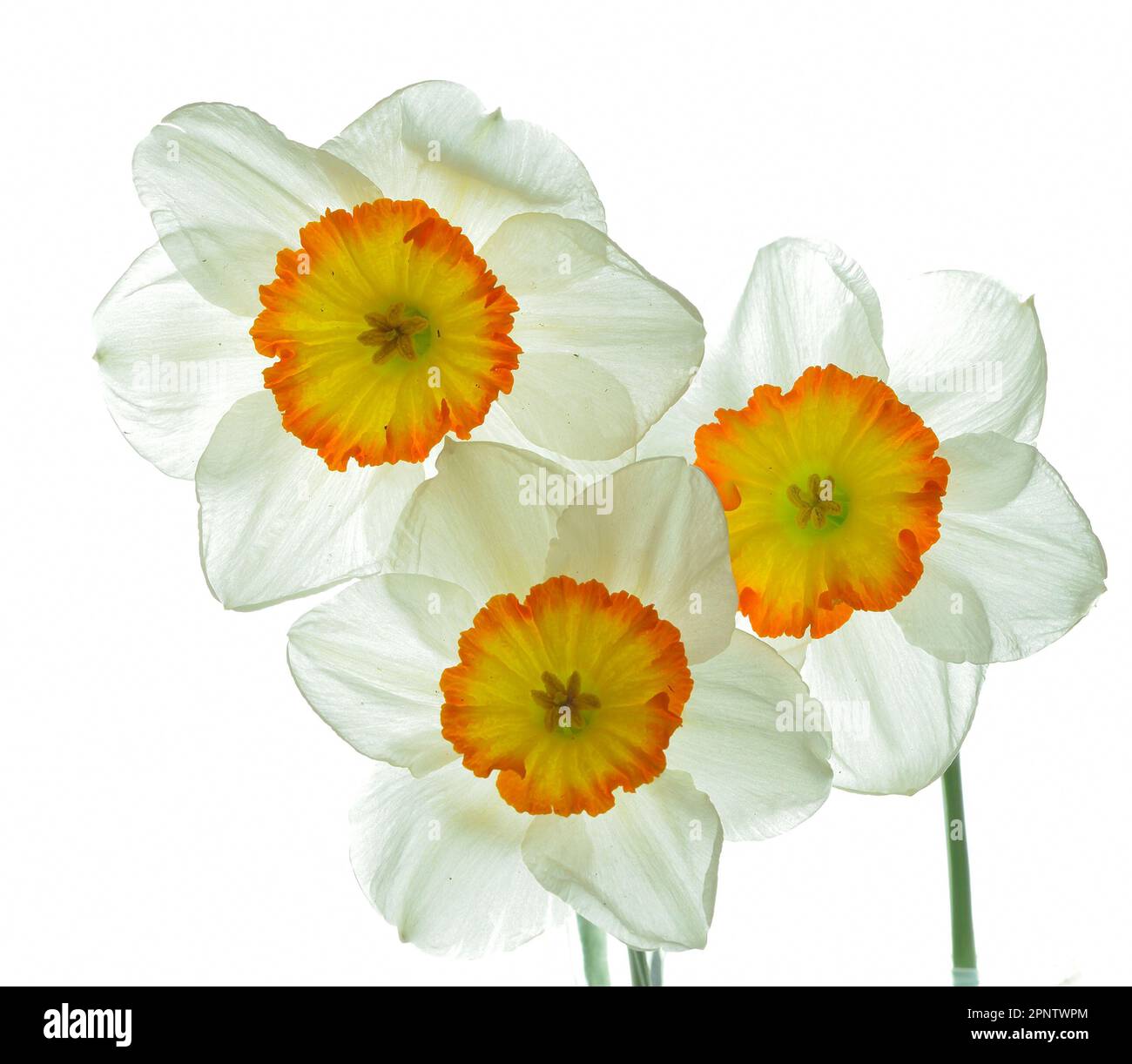 Tre narcisi bianche con centri gialli arancioni retroilluminati su sfondo bianco che conferiscono ai petali un aspetto traslucido. Foto Stock