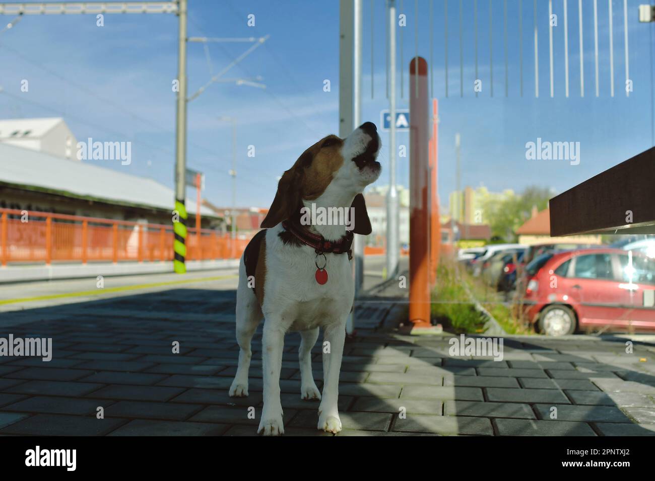 Un cane attende il suo proprietario alla stazione ferroviaria. Il concetto di lealtà, abbandono e amicizia canina. Un cane beagle urla tristemente per il suo padrone Foto Stock