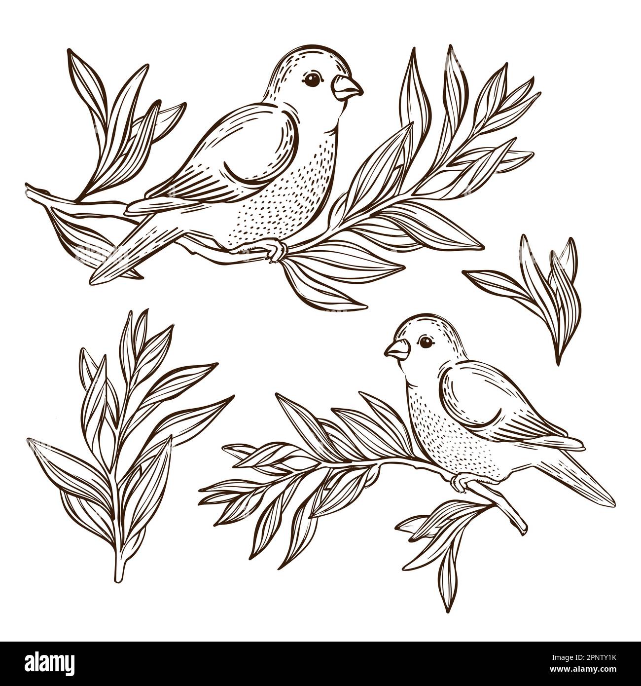 NIGHTINGALE ON TEA BRANCH songbirds siede su Un Branch Monochrome disegno a mano in stile cinese Cartoon clip Art Vector Illustration for Print Illustrazione Vettoriale