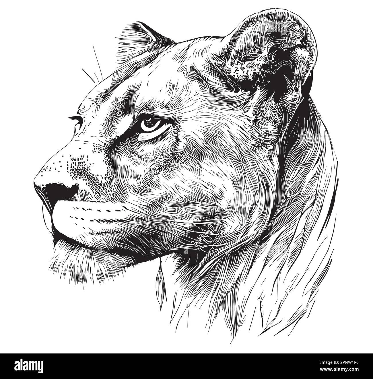 Illustrazione di schizzo disegnata a mano con faccia senza leoni, animali selvatici Illustrazione Vettoriale