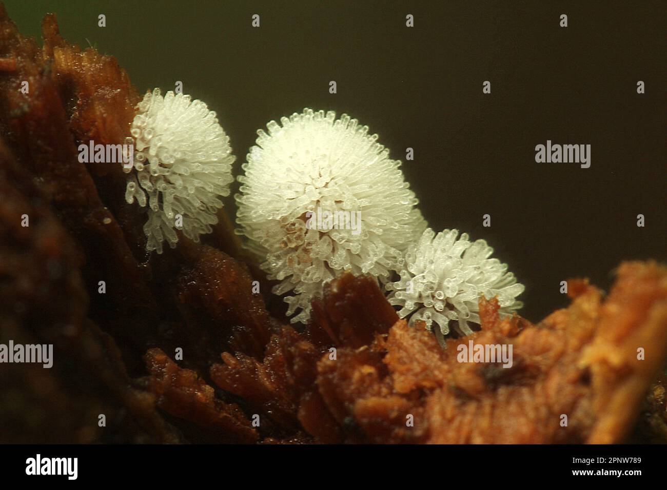 Melma corallo nido d'ape (Ceratiomyxia frutticulosa) Foto Stock